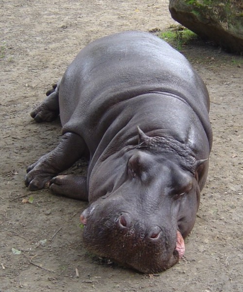 hroice